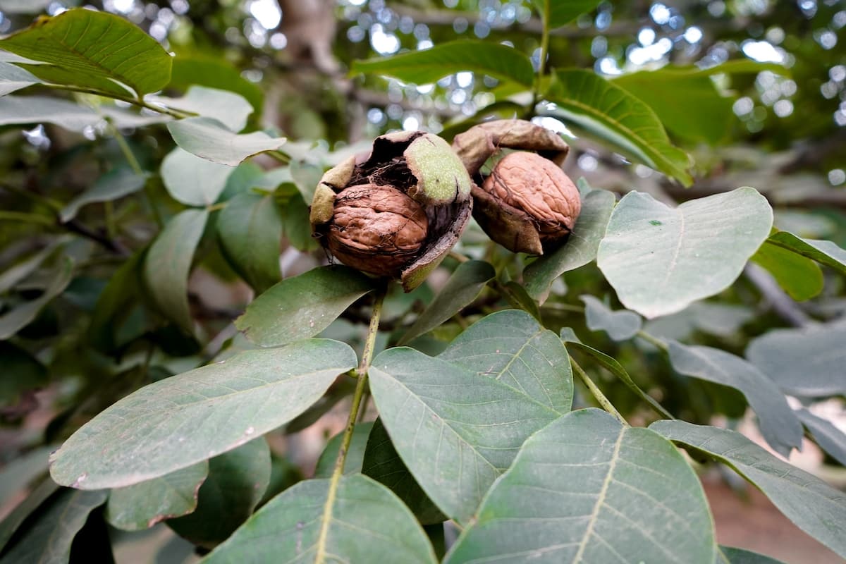 Walnuts on tree
