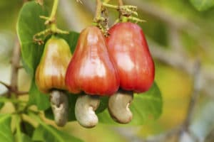 raw cashew nut fruits growing on tree