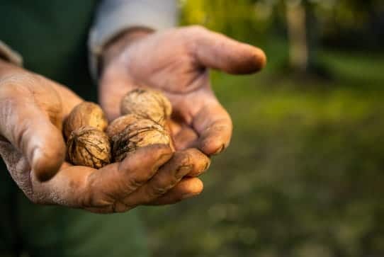 A farmers hands hold nuts in their shell fresh off the tree.