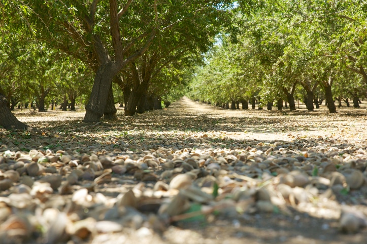 Almond Harvest