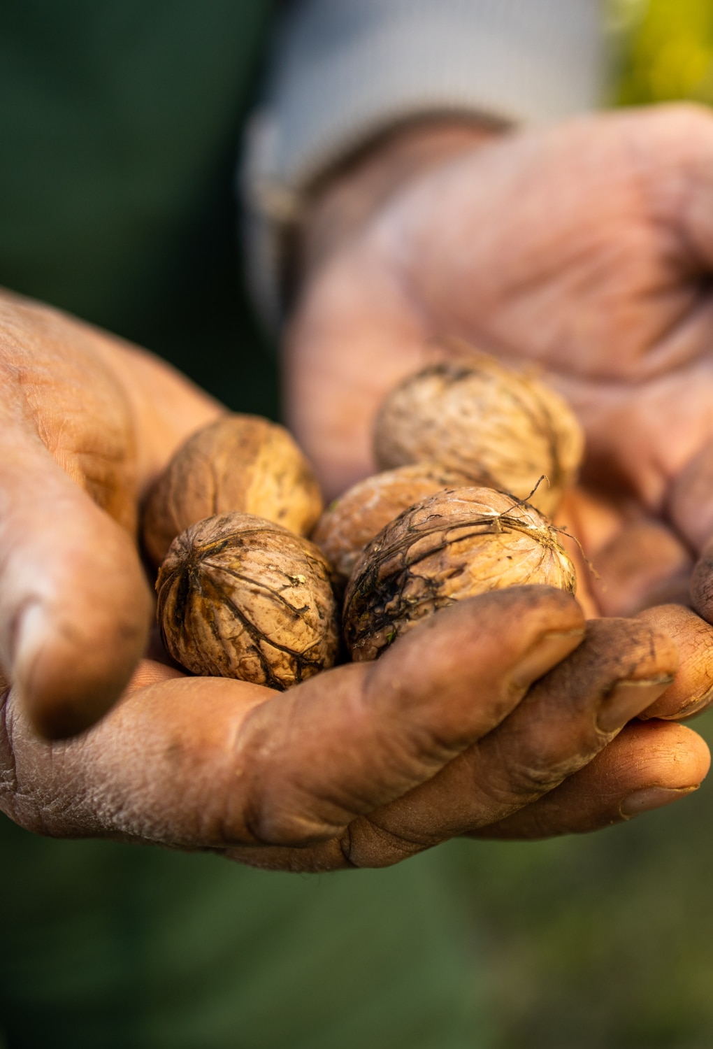 dirty hands holding whole walnuts